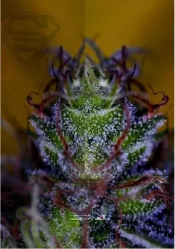 SUPERCHEESE