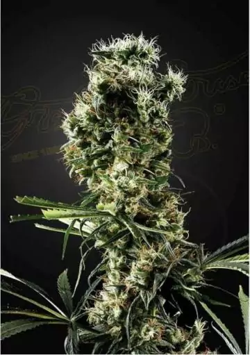 ARJAN'S HAZE 2