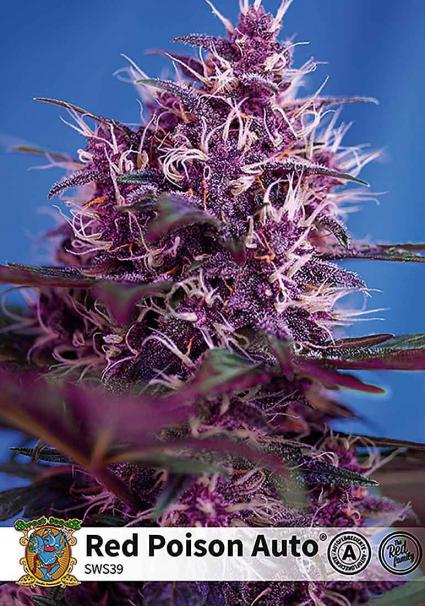 Seeds of Diablo Sweet Rojo Auto® | Red-Hued XL Beauty A by Masterpiece