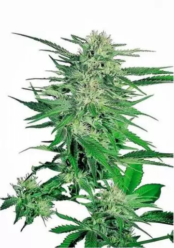 BIG BUD REGULAR