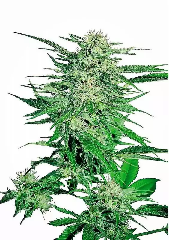 BIG BUD REGULAR