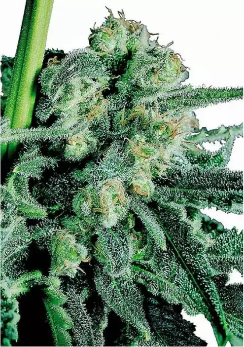 SENSI SKUNK REGULAR