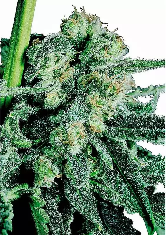 SENSI SKUNK REGULAR
