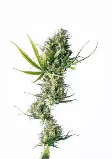 DURBAN REGULAR