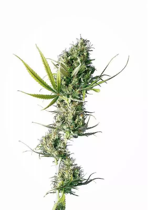 DURBAN REGULAR