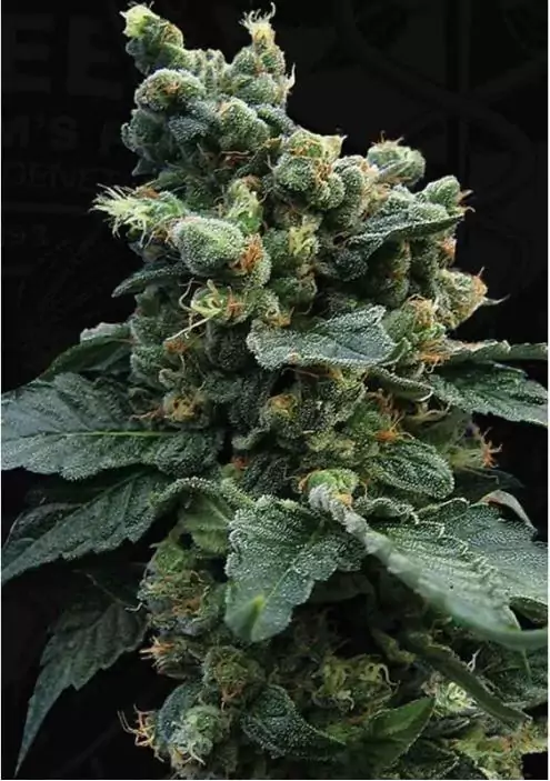 SAGE 'N SOUR