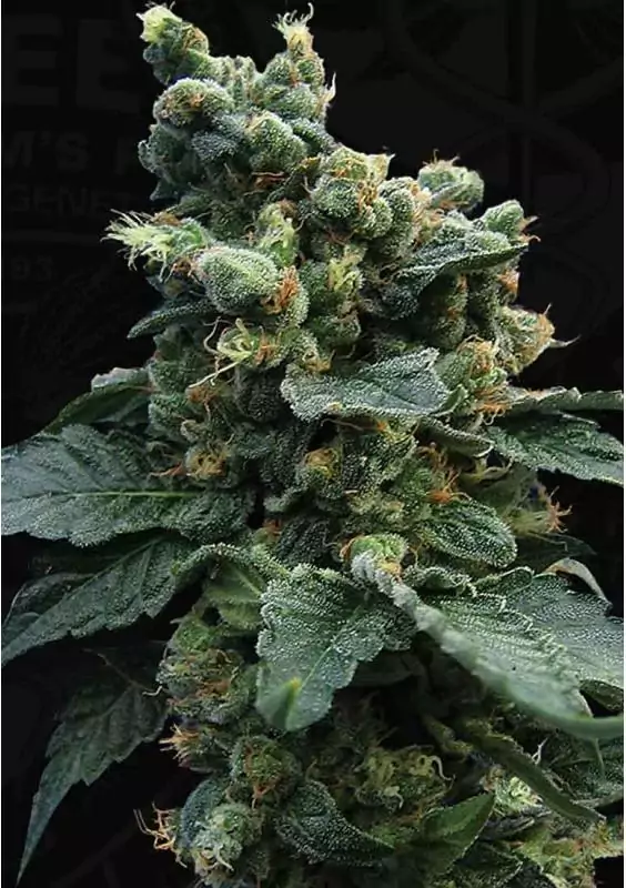 SAGE 'N SOUR