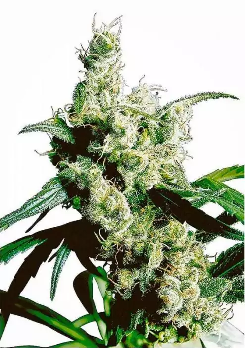 SILVER HAZE REGULAR
