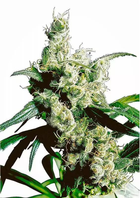 SILVER HAZE REGULAR