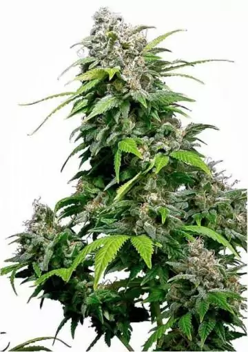 CALIFORNIA INDICA REGULAR