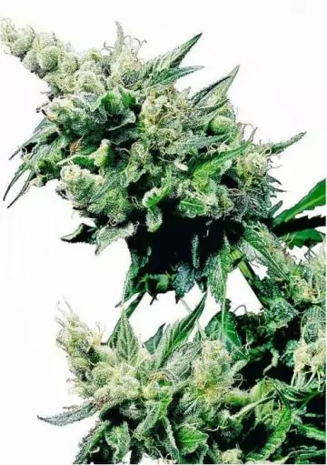 HASH PLANT REGULAR