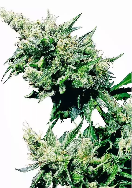 HASH PLANT REGULAR