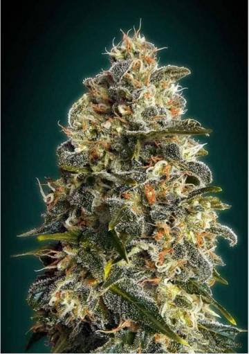 HEAVY BUD