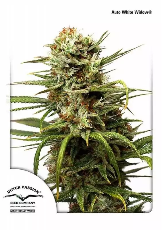 AUTOWHITE WIDOW