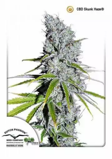 CBD SKUNKHAZE