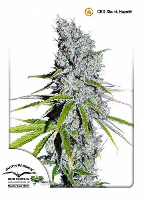 CBD SKUNKHAZE