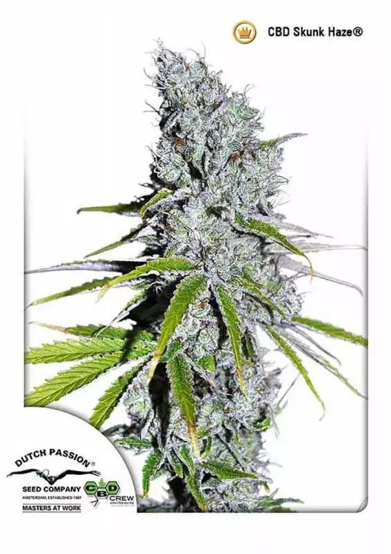 CBD SKUNKHAZE