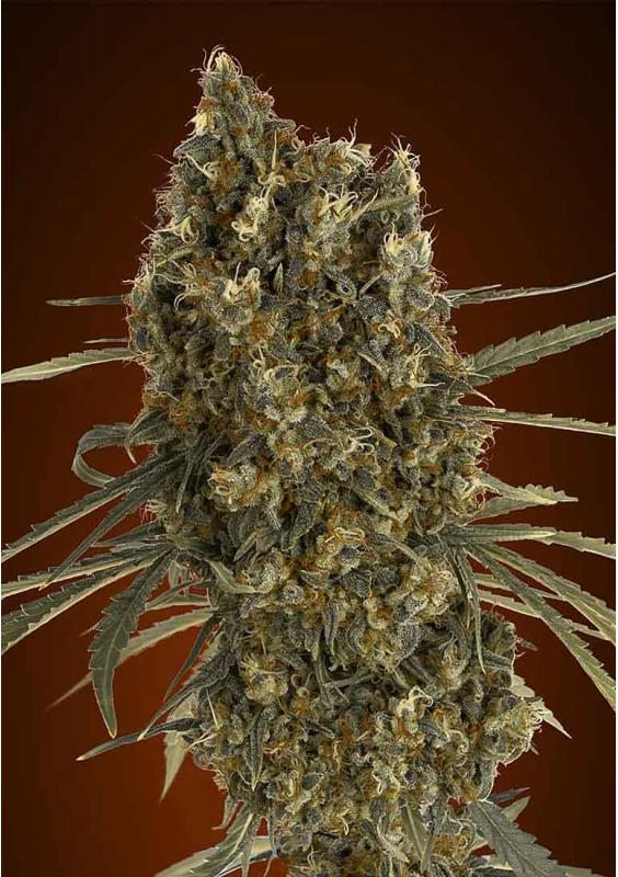 Jack Herer | Autoflowering Marijuana Seeds