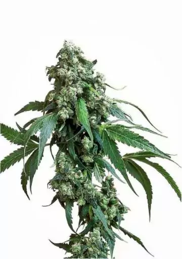 JACK FLASH REGULAR