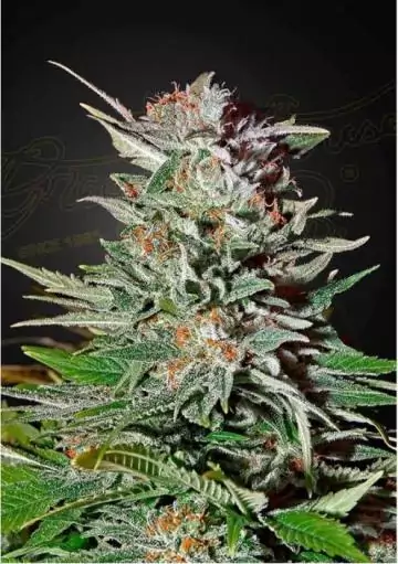SUPER LEMON HAZE AUTO