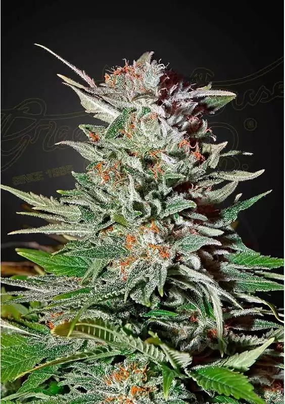 SUPER LEMON HAZE AUTO