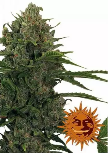 CRITICAL KUSH AUTO