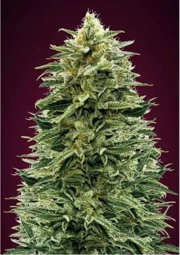 AUTO AMNESIA
