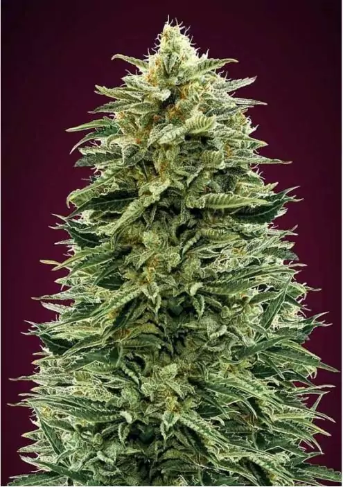 AUTO AMNESIA