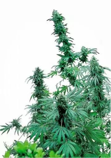 EARLY SKUNK REGULAR