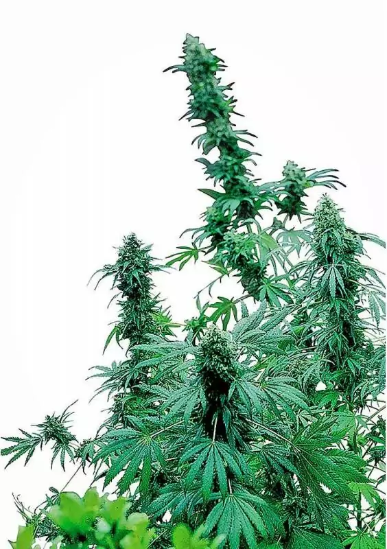 EARLY SKUNK REGULAR