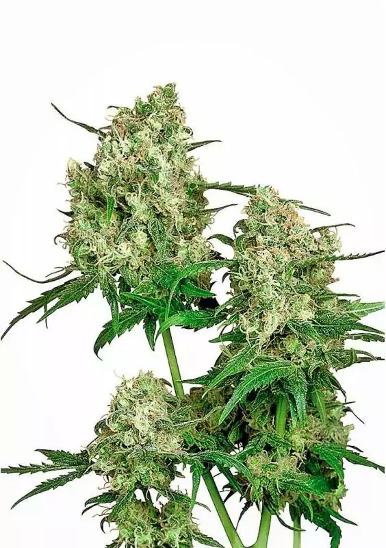 MAPLE LEAF INDICA REGULAR