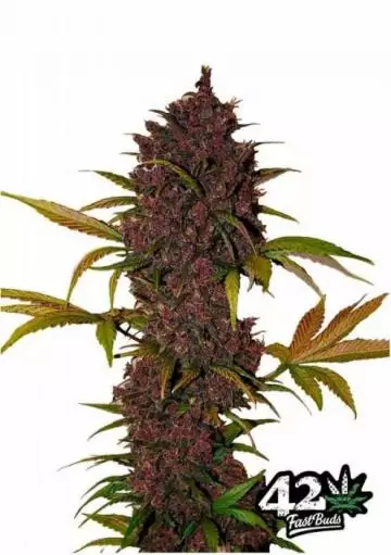LSD 25