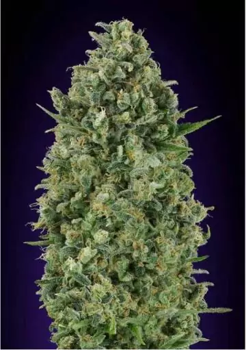 CRITICAL POISON 00