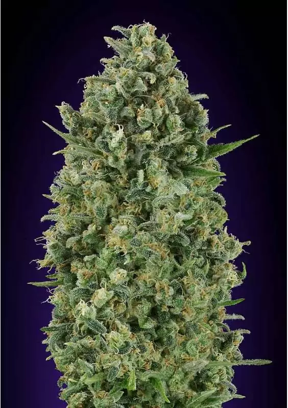CRITICAL POISON 00