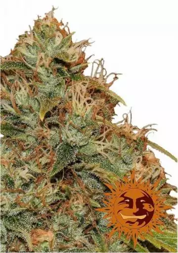 AUTO CBD LEMON POTION
