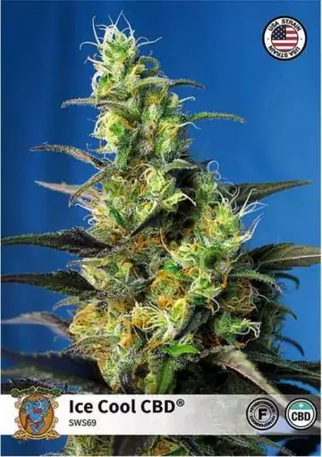 ICE COOL CBD