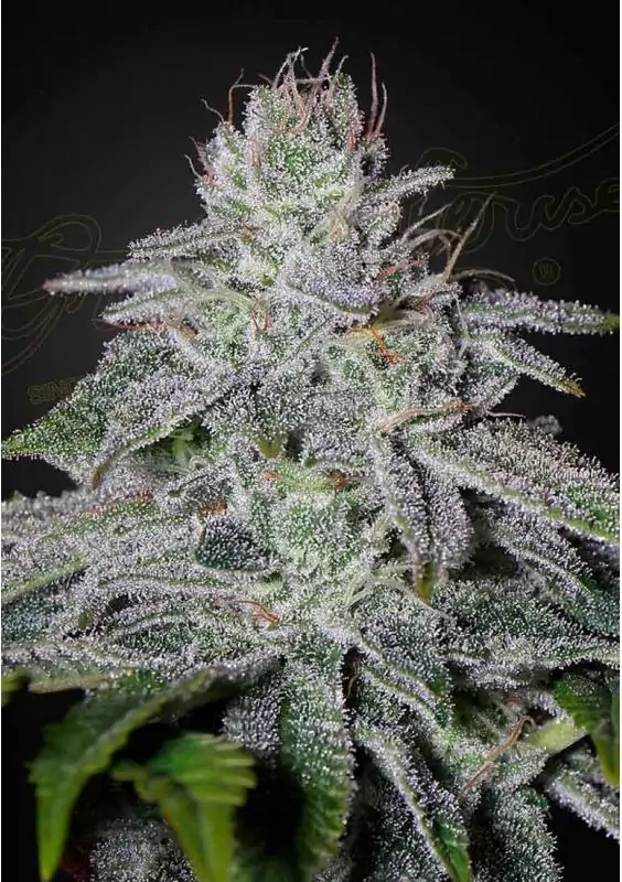 FRANCO'S LEMON CHEESE