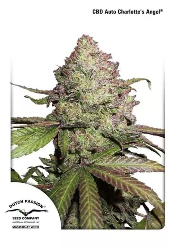 AUTO CBD CHARLOTTE'S ANGEL