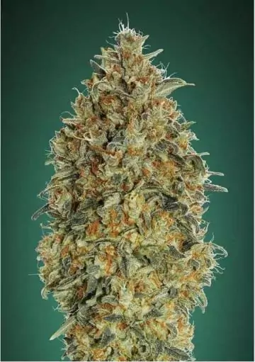 AUTO GORILLA BLUE