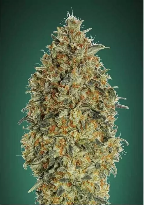 AUTO GORILLA BLUE