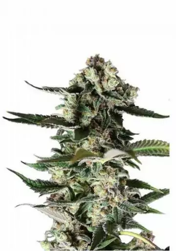 CRITICAL PURPLE