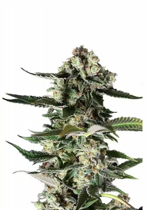 CRITICAL PURPLE
