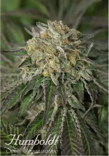 AMHERST SOUR DIESEL