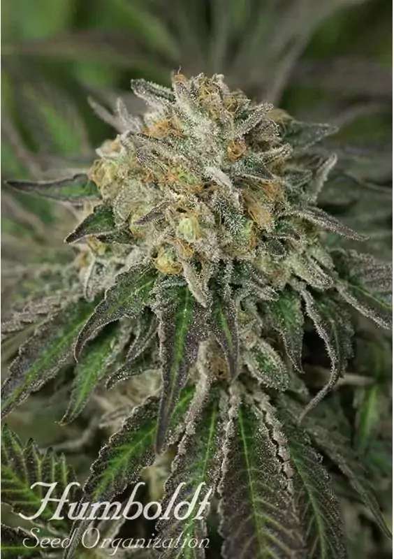 AMHERST SOUR DIESEL