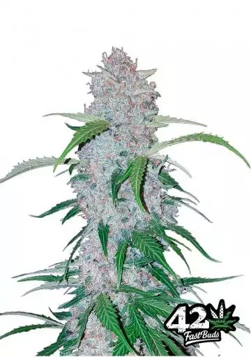 Six Shooter de Fast Buds