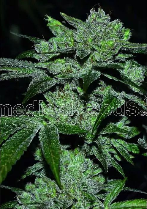 Sour Glue feminizadas de Medical Seeds