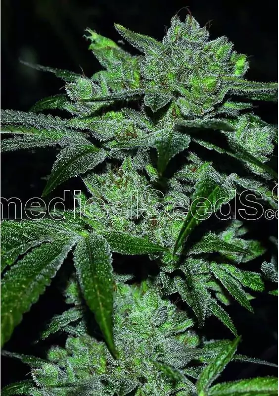 Sour Glue feminizadas de Medical Seeds