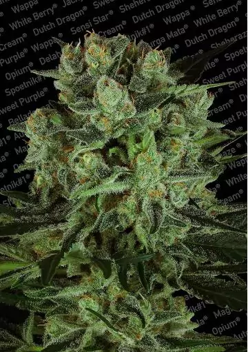 DURGA MATA II CBD