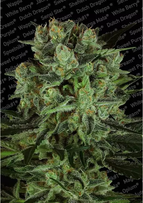 DURGA MATA II CBD