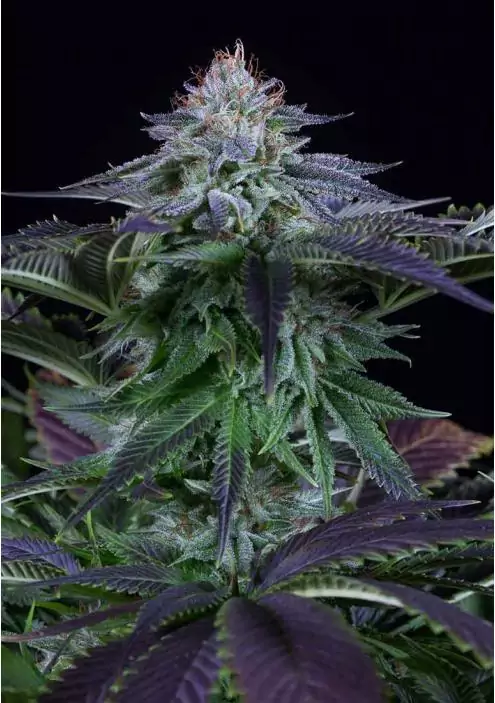 DINAMED KUSH AUTO CBD